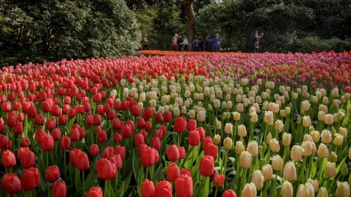 Keukenhof closes successful virtual season