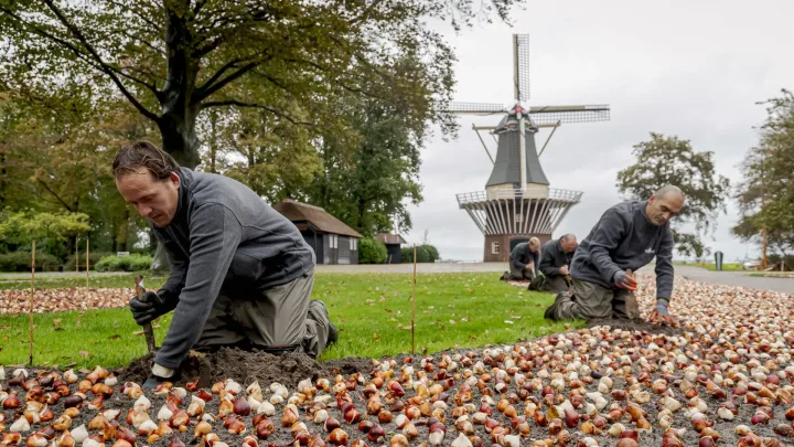 Der Keukenhof startet Saison 2021