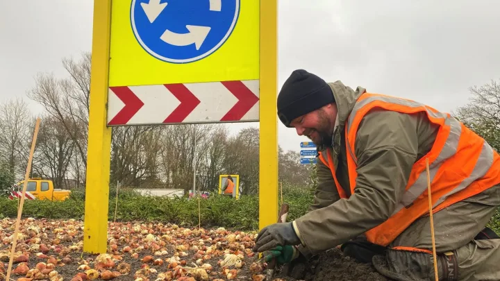Keukenhof plant duizenden bloembollen op rotondes in Lisse