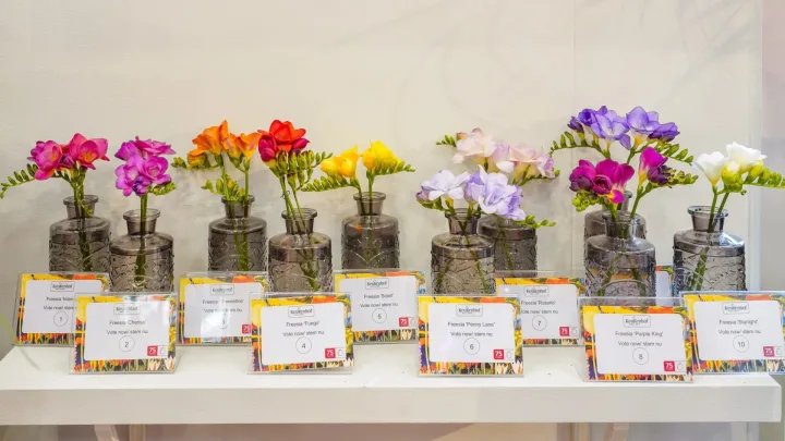 Consumenten kiezen de mooiste showbloem in Keukenhof