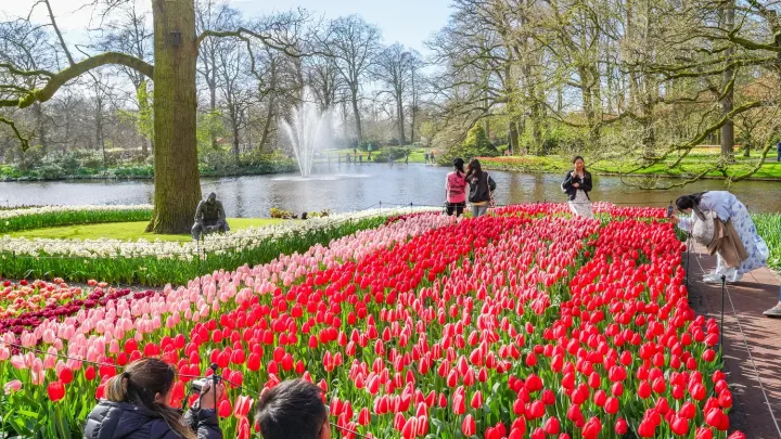 Keukenhof beendet erfolgreiche Jubiläumssaison