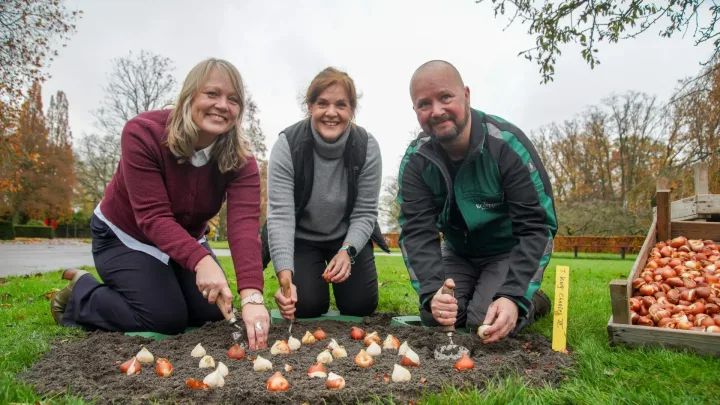 King Charles III Tulipa in bloei in Keukenhof en bij Longmeadow en Monty Don