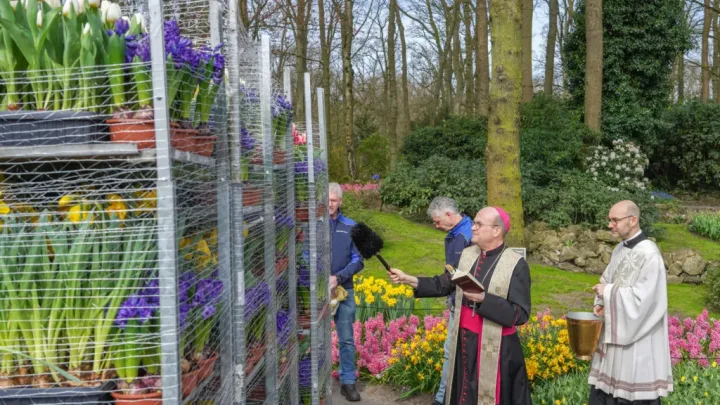 Bloemen vanaf Keukenhof onderweg naar Sint-Pietersplein