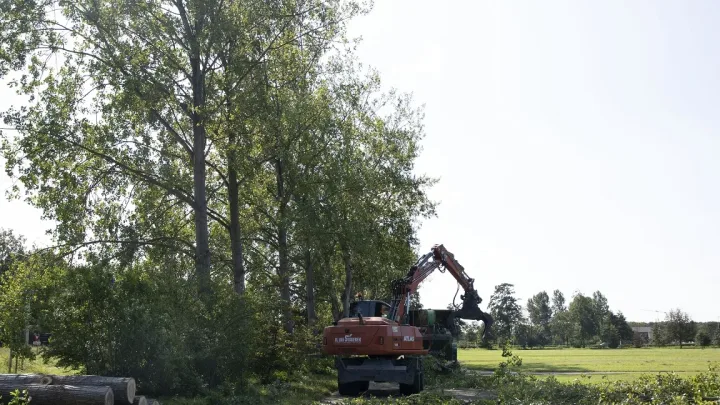 Keukenhof vervangt populieren langs de Westelijke Randweg in Lisse