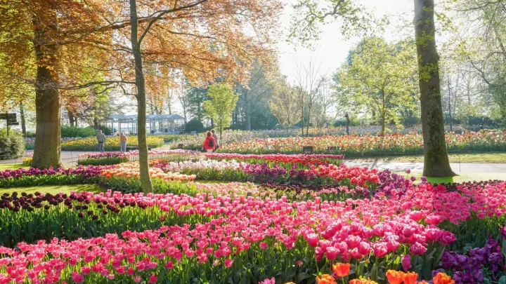 Keukenhof Looks Back on Bright and Brilliant Season