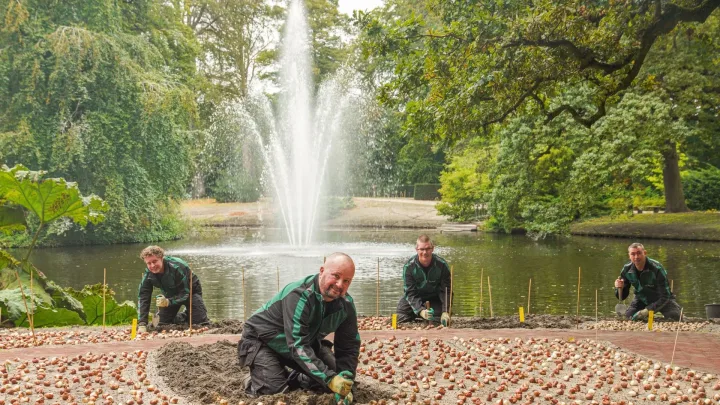 Keukenhof-Gärtner pflanzen die erste Tulpenzwiebel - Startschuss für die 75. Pflanzsaison