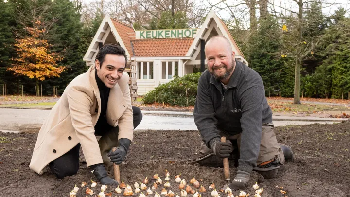 Aladdin pflanzt Tulpe in Keukenhof