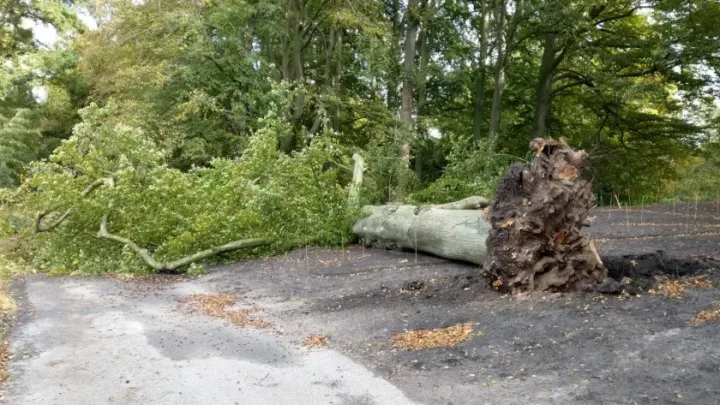 Monumentale beuk bezweken bij Keukenhof