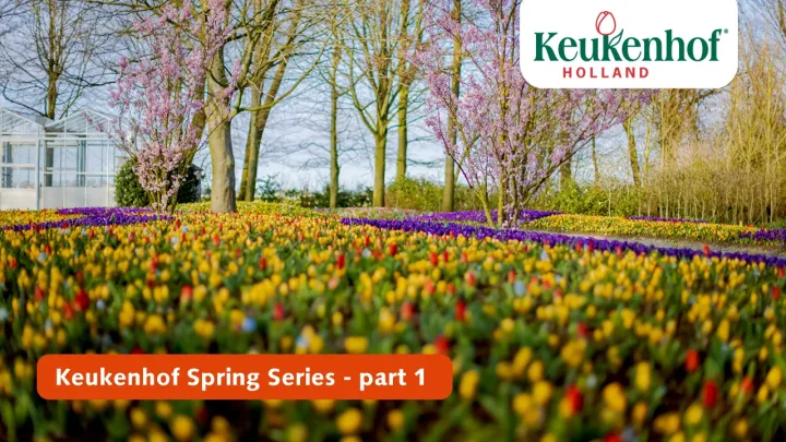 Keukenhof Frühling Serie - 23 März
