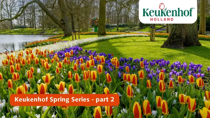 Keukenhof Frühling Serie - 30 März