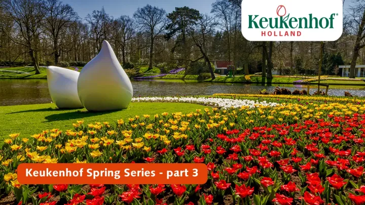 Keukenhof Frühling Serie - April 6