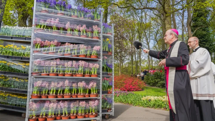 Gezegende bloemen vanaf Keukenhof onderweg naar het Sint-Pietersplein