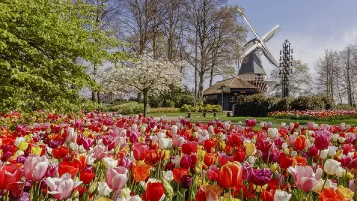 Keukenhof darf am 20. März nicht öffnen